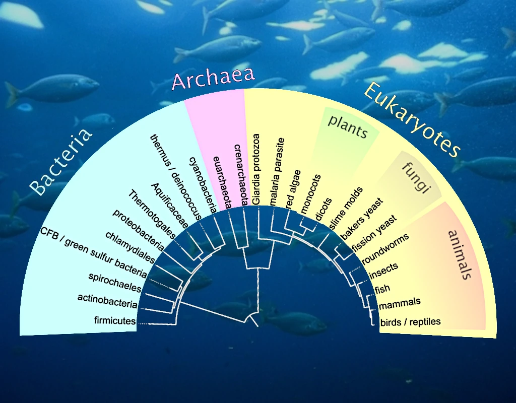 Le règne vivant (classement)